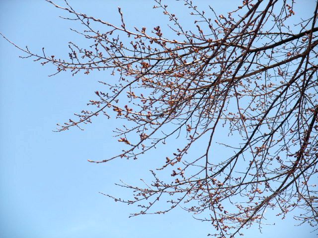 sakura_0416_1.jpg