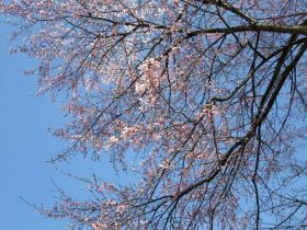 sakura_0418_2.jpg