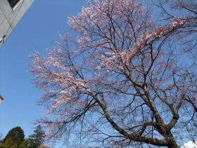 sakura_0418_3.jpg