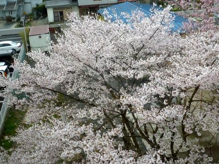 sakura_120423.jpg